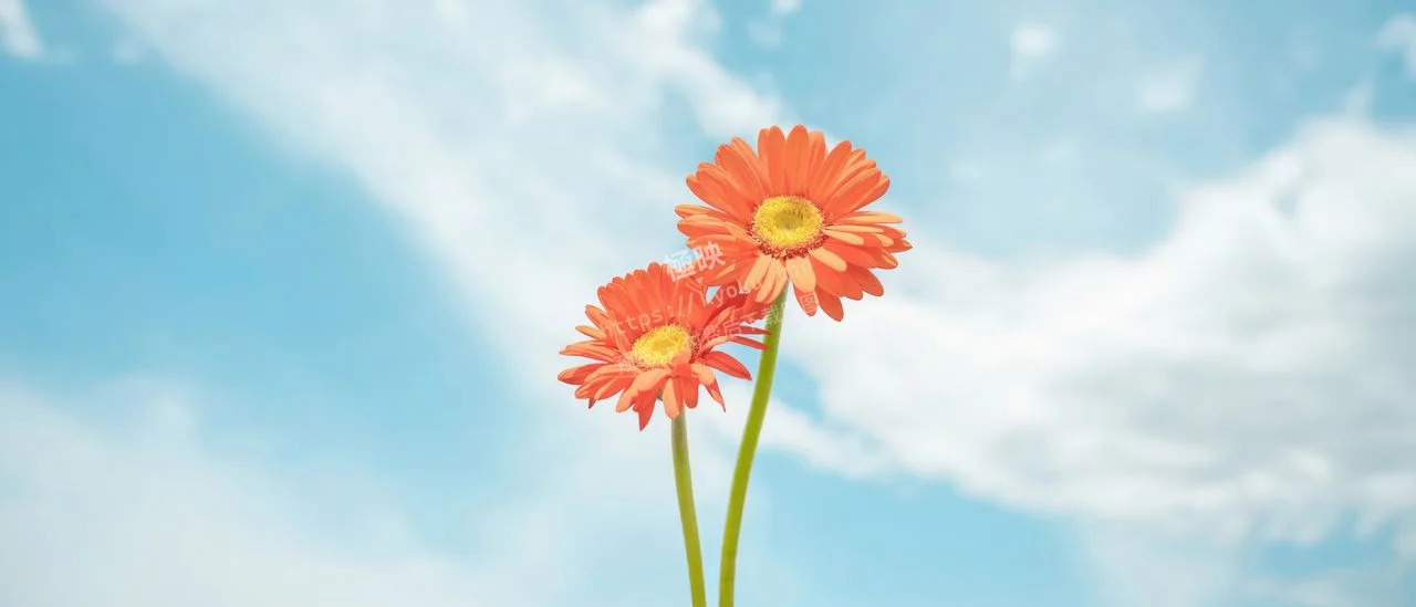 治愈小花向阳花