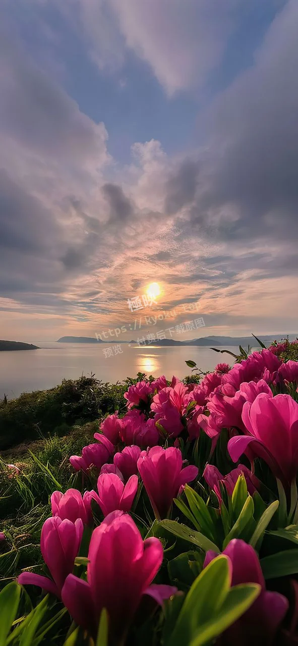 治愈风景花朵夕阳