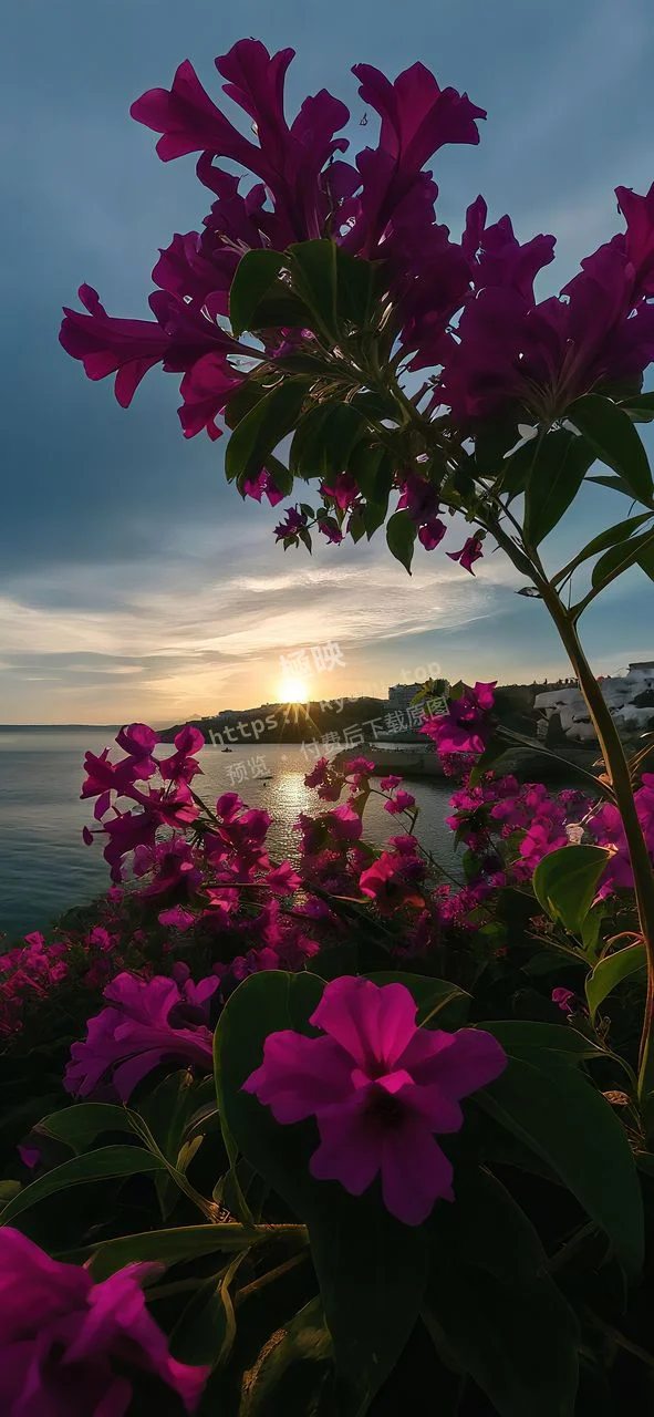 浪漫海浪花海