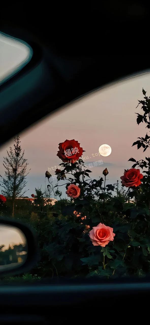 车窗花海