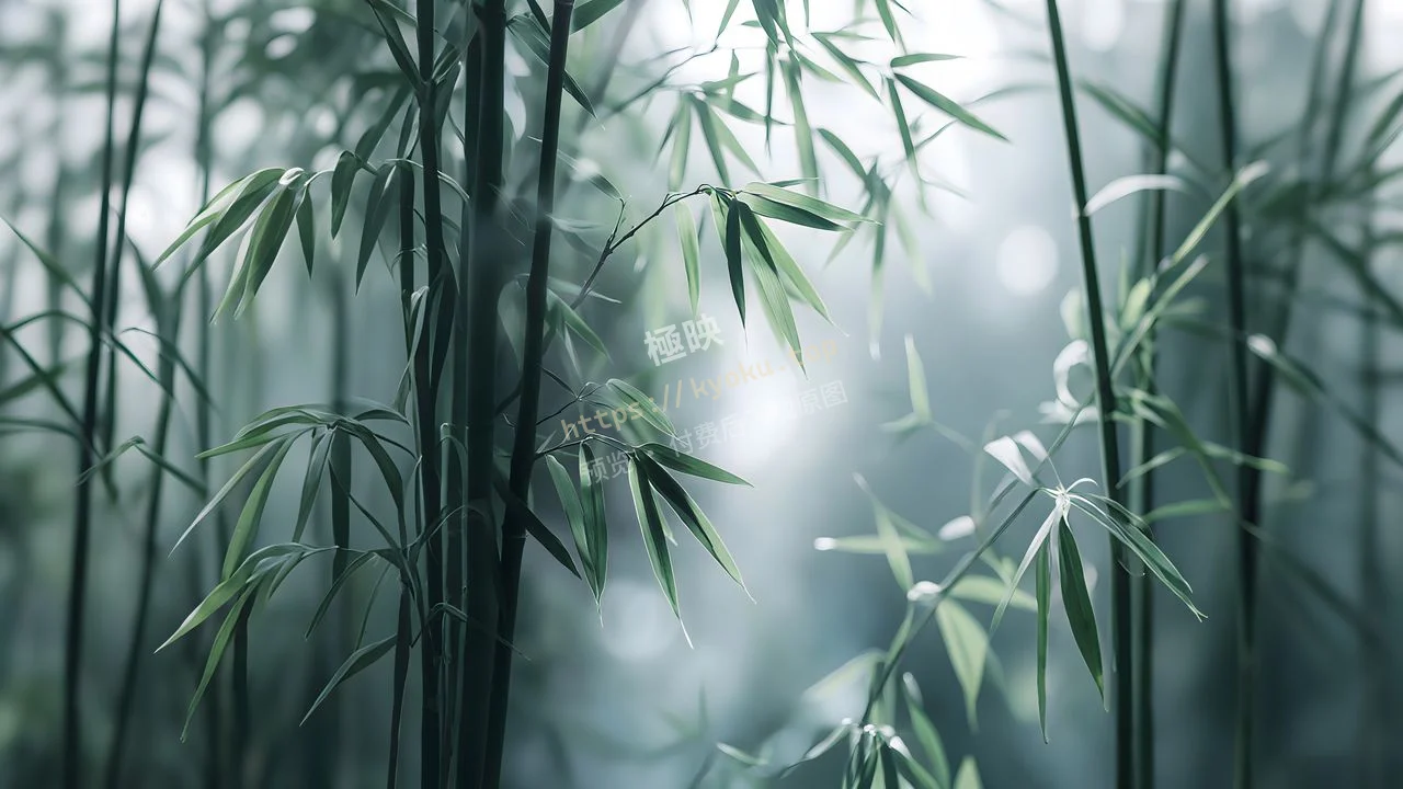 新中式治愈竹影禅意