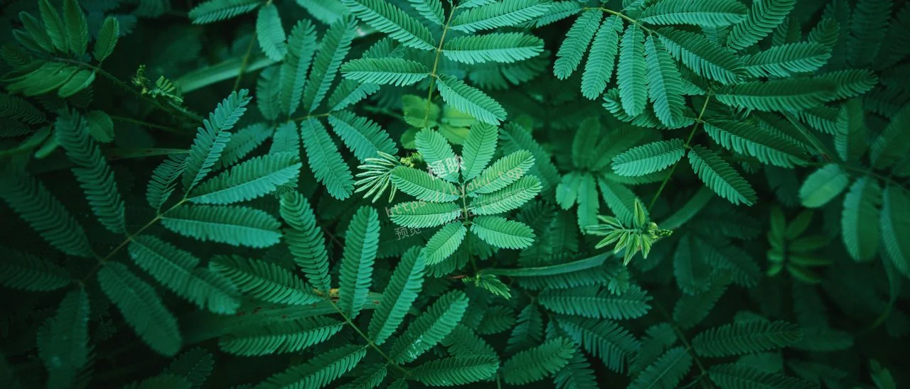 护眼绿植物
