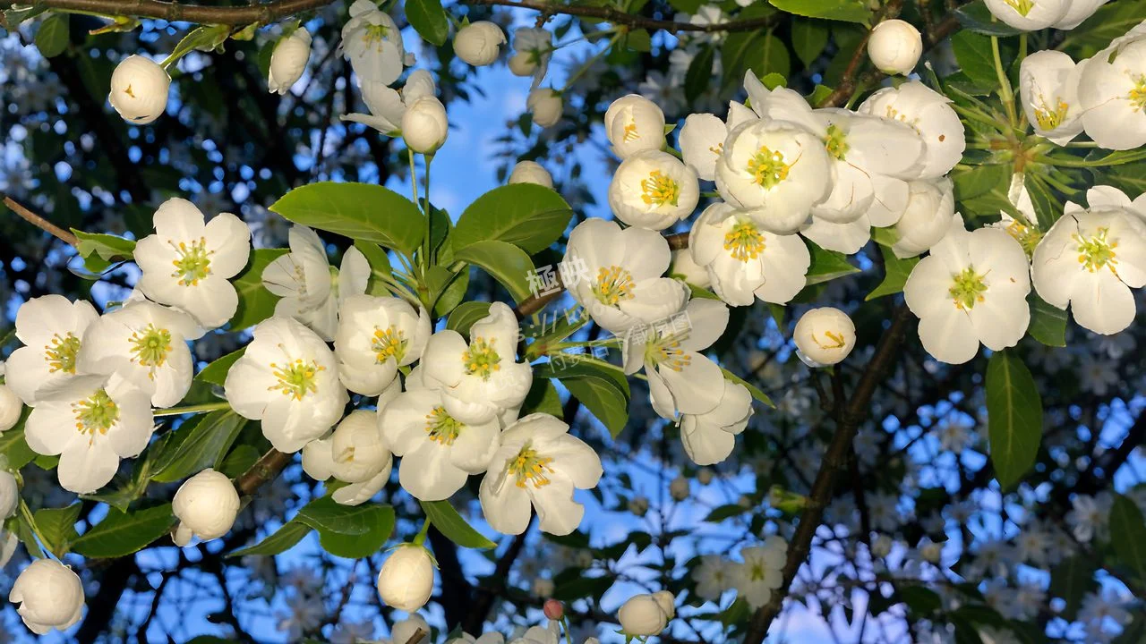 白海棠花特写治愈