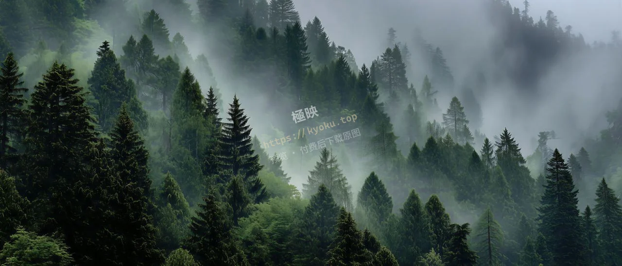 雾中针叶林静谧治愈