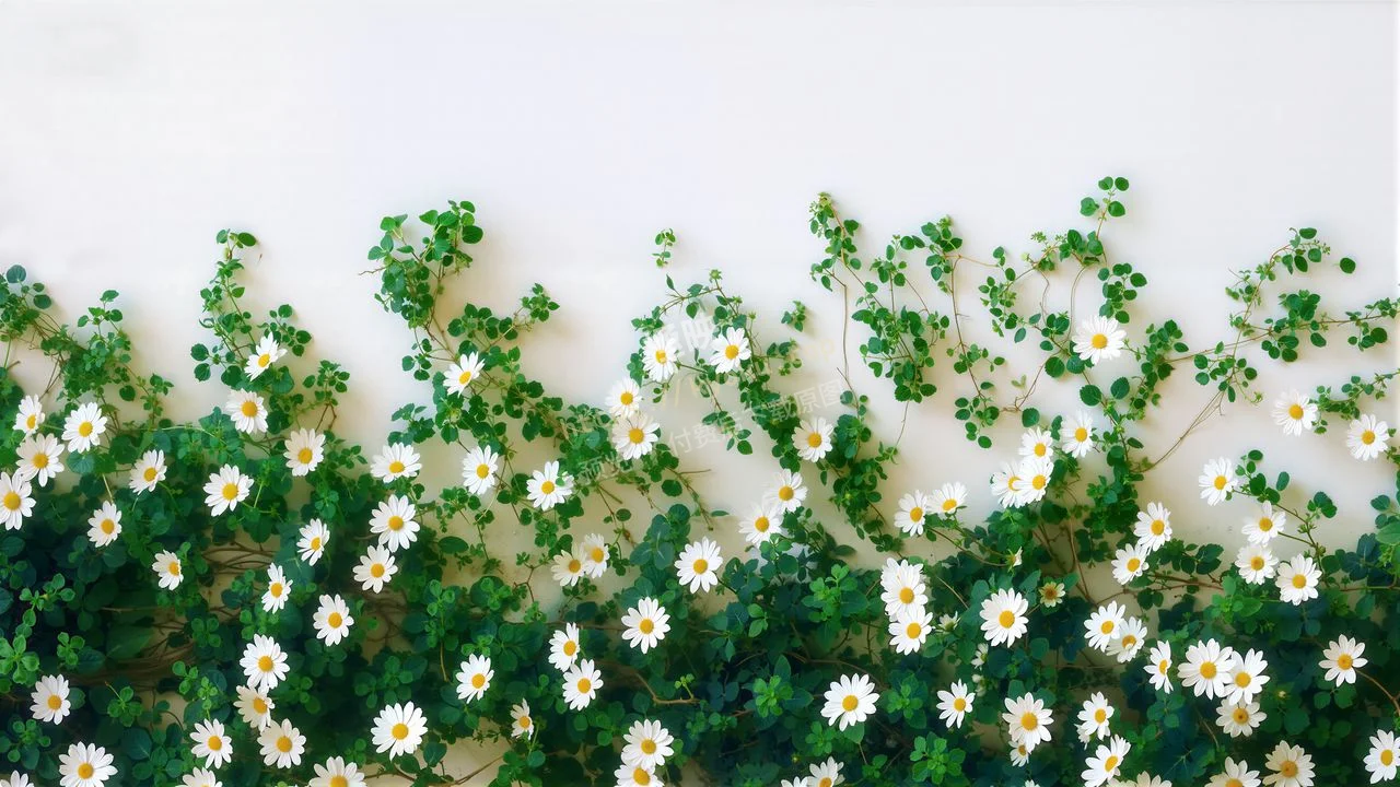清新白墙小雏菊