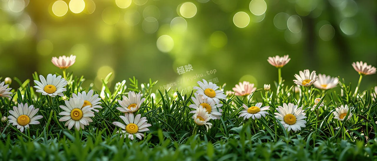 森系阳光小雏菊