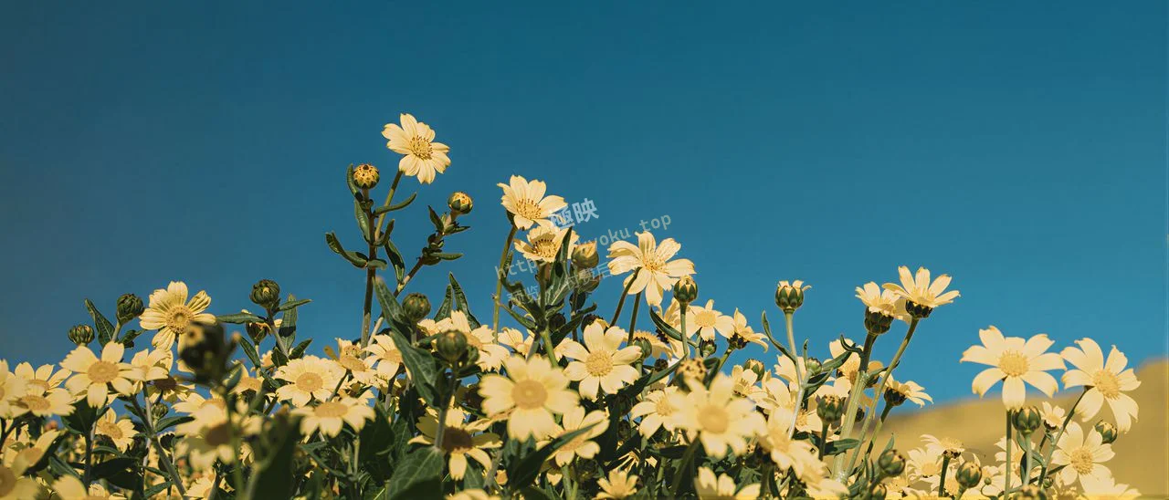 向阳黄花治愈风景