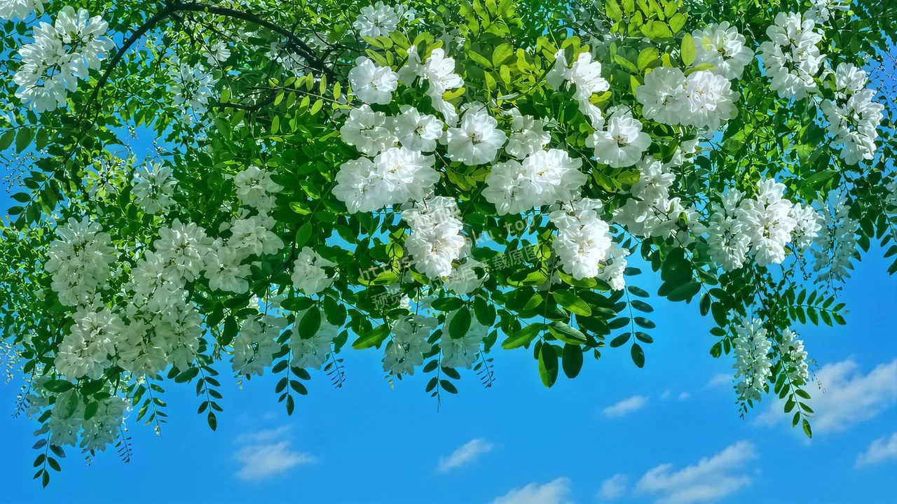 治愈系晴空花卉