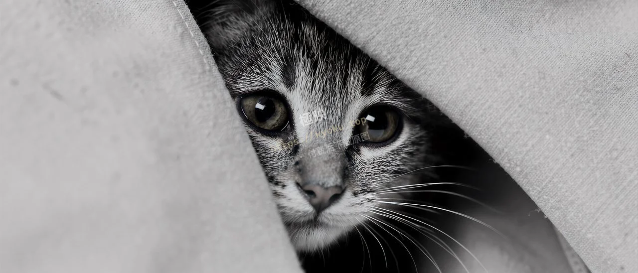 治愈探头小奶猫